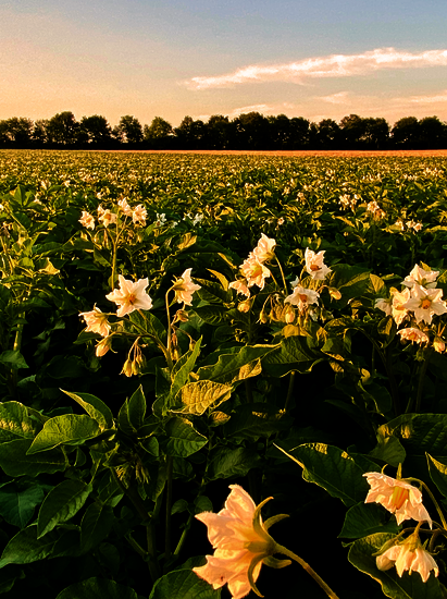 home image-5