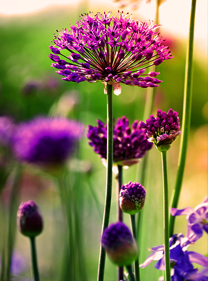 home image-6