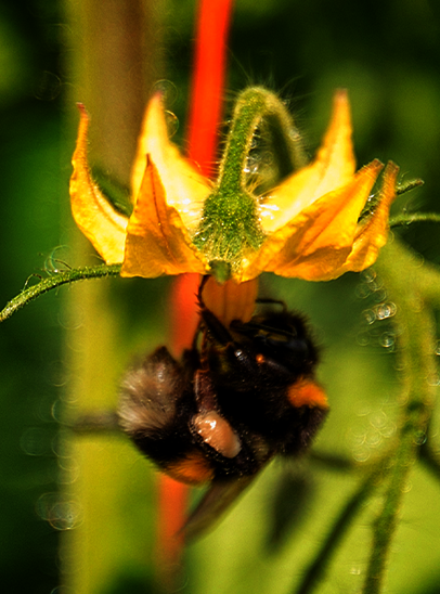 home image-6